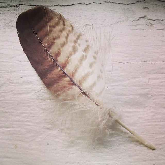 brown and white feather on a white table