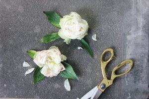 two white roses on a black table next to a pair of pruning sheers