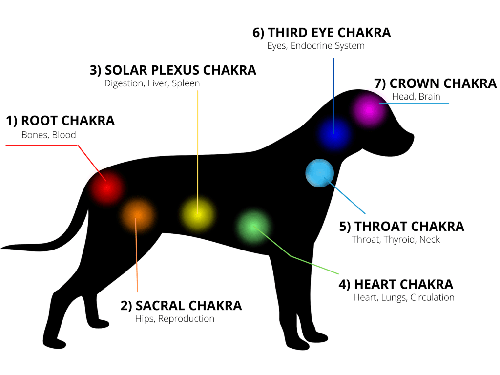 dog chakra chart
