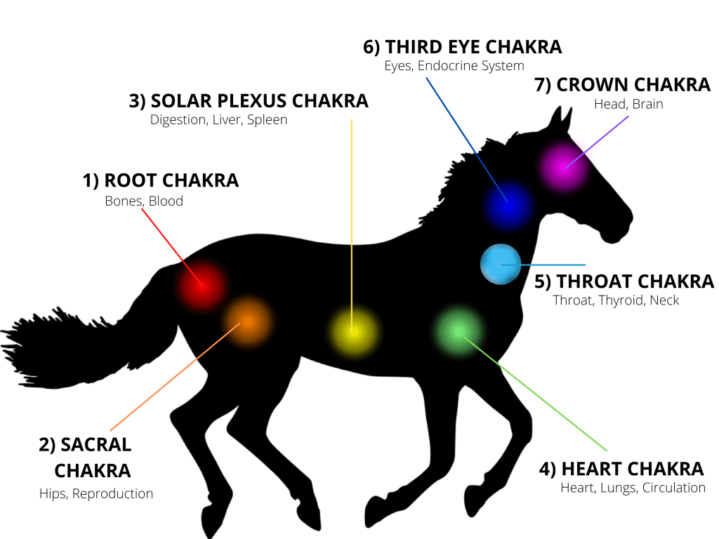 horse chakra chart