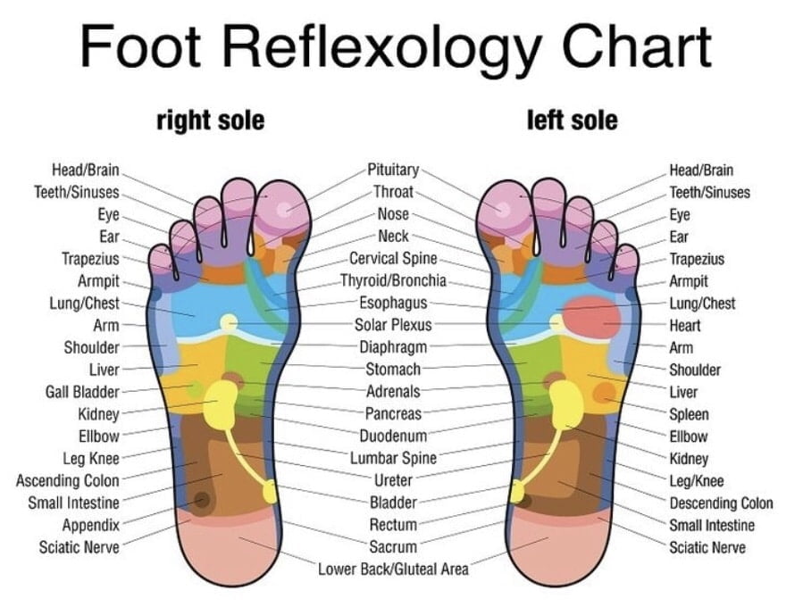 labeled foot reflexology chart