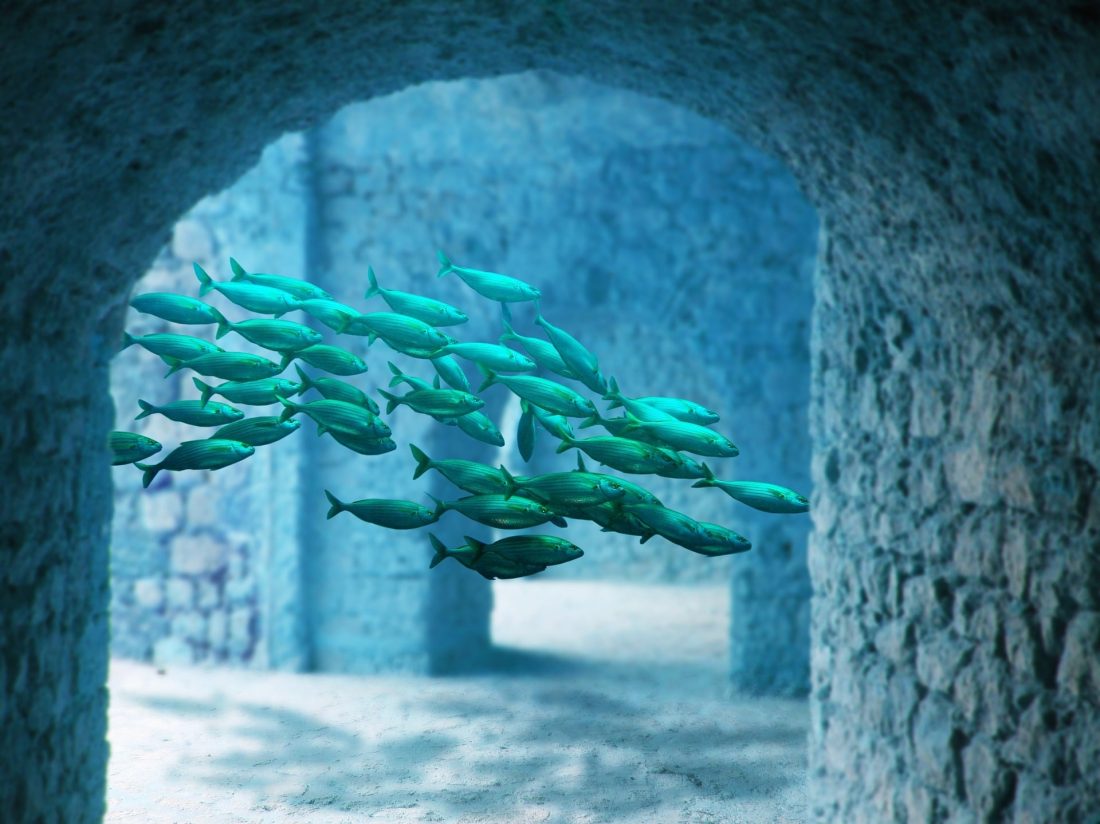 school of fish swimming through a tunnel