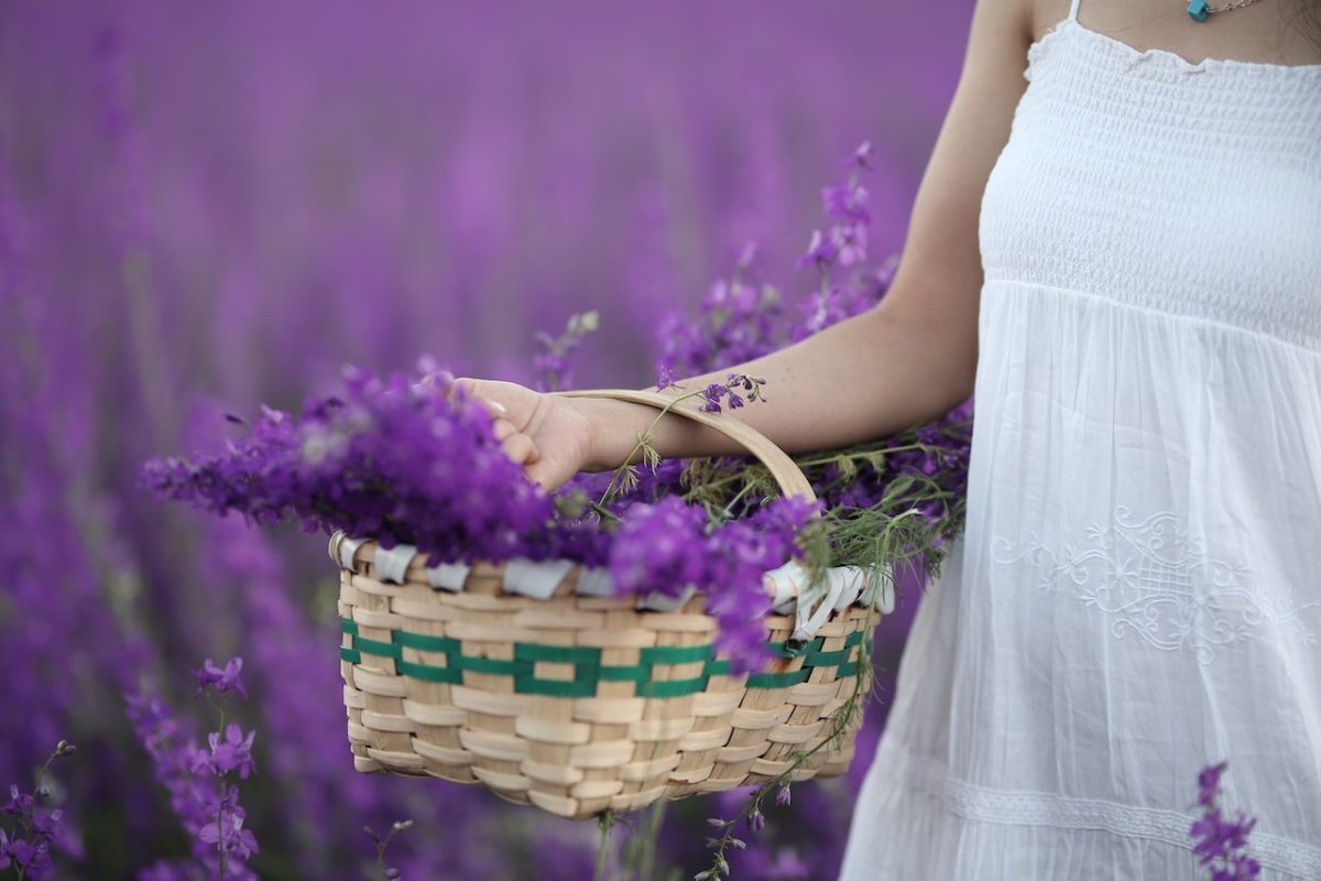 woman in lavender field holding a basket