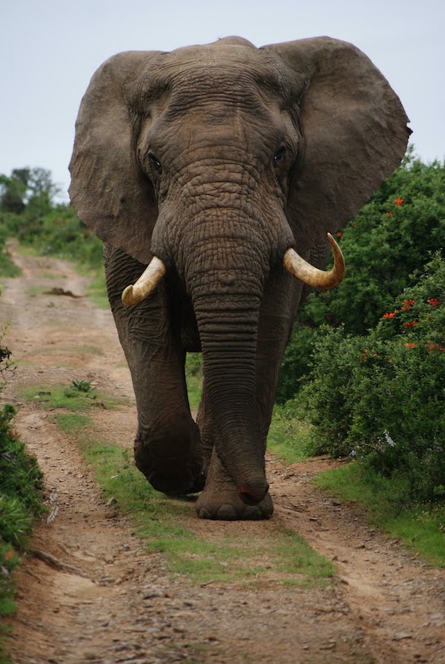 elephant walking down a dirt road