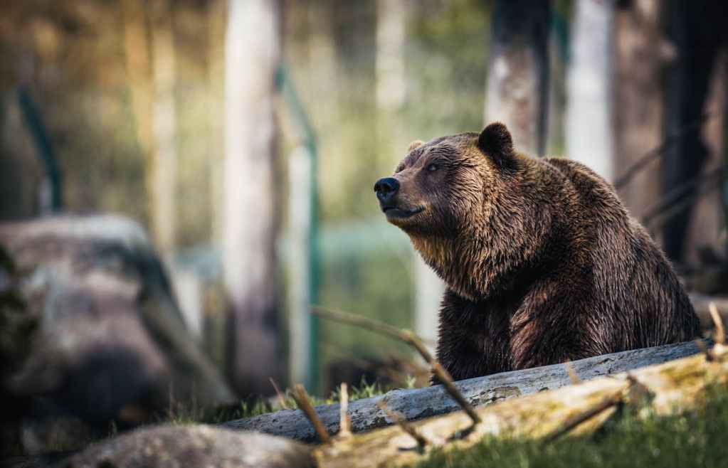 close-up of grizzly bear in woods