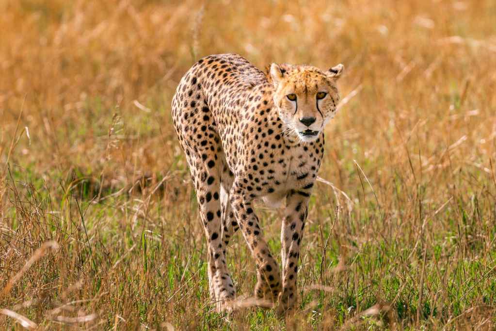 young cheetah walking in grass