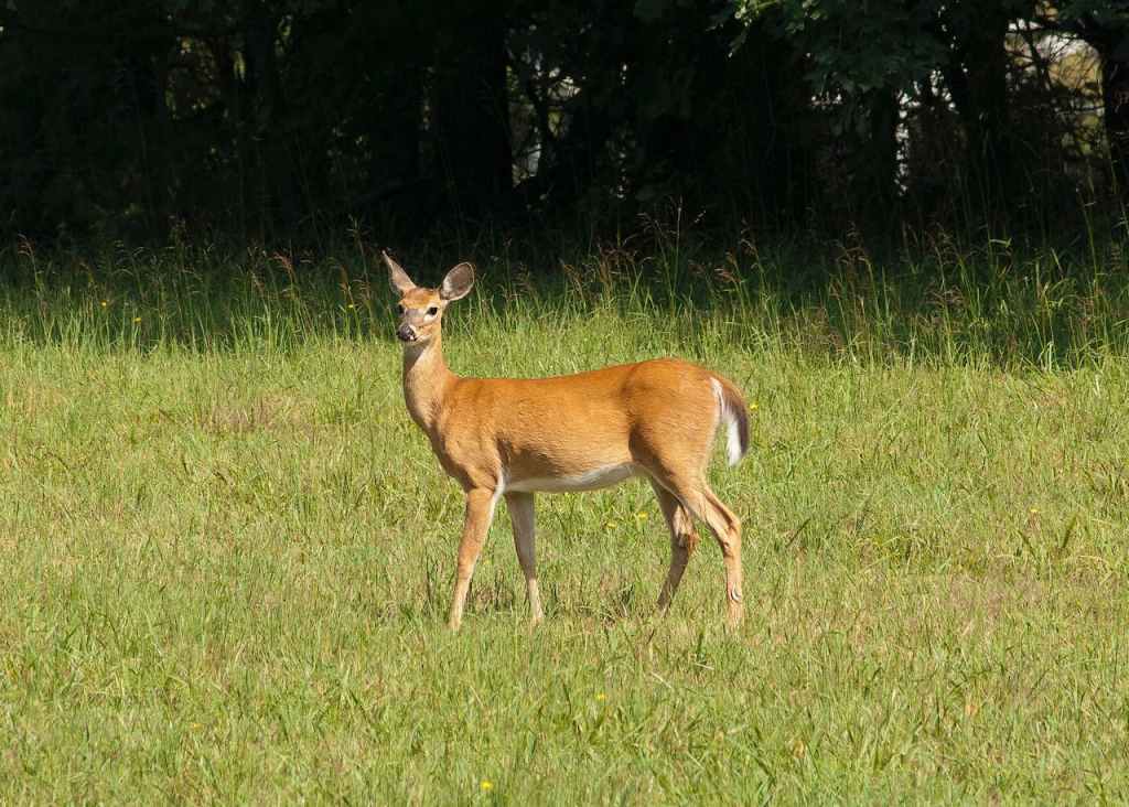 brown deer standing in grass
