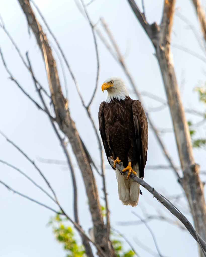 bald eagle perched on a tree branch
