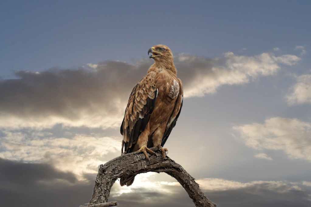falcon perched on tree branch