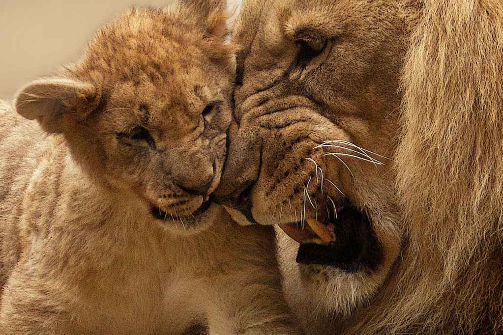 Adult lion with cub