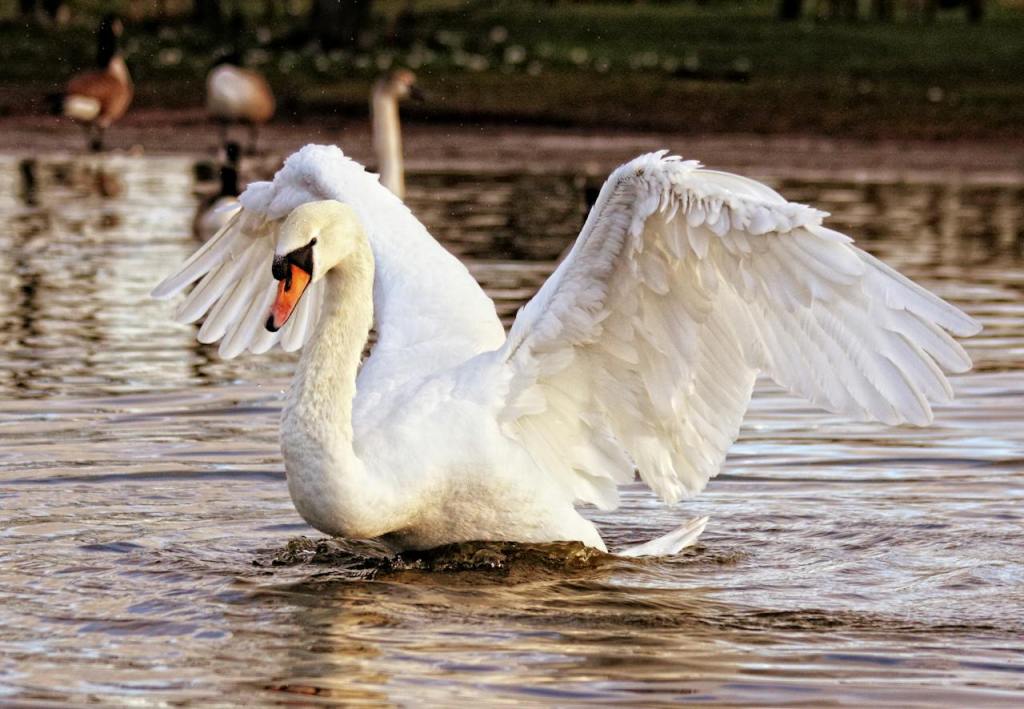 white swan stretching wings