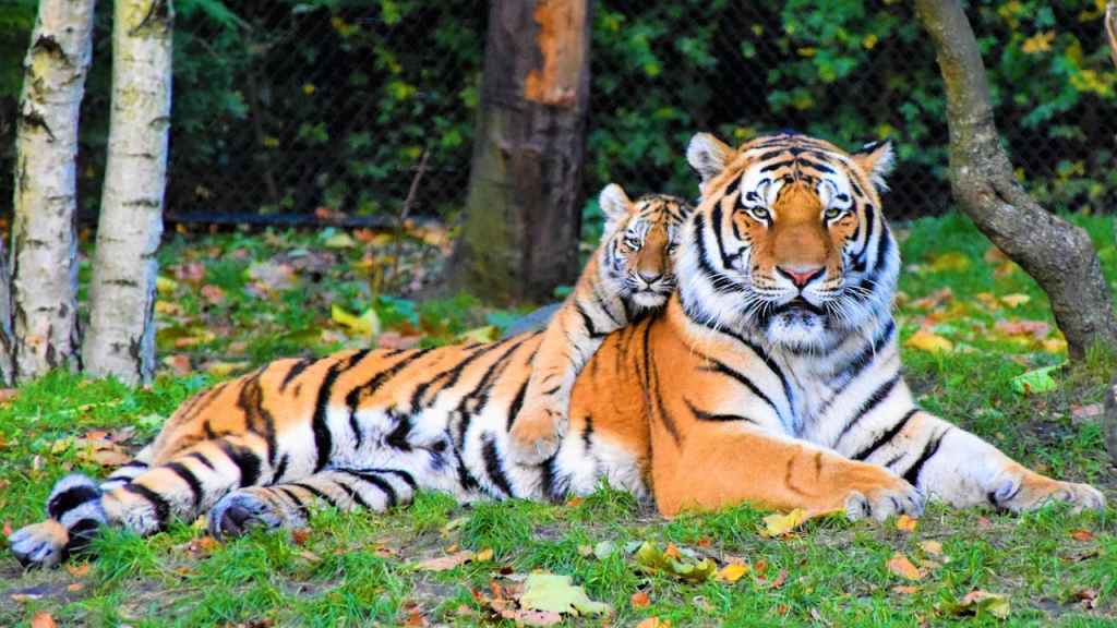 adult tiger and cub