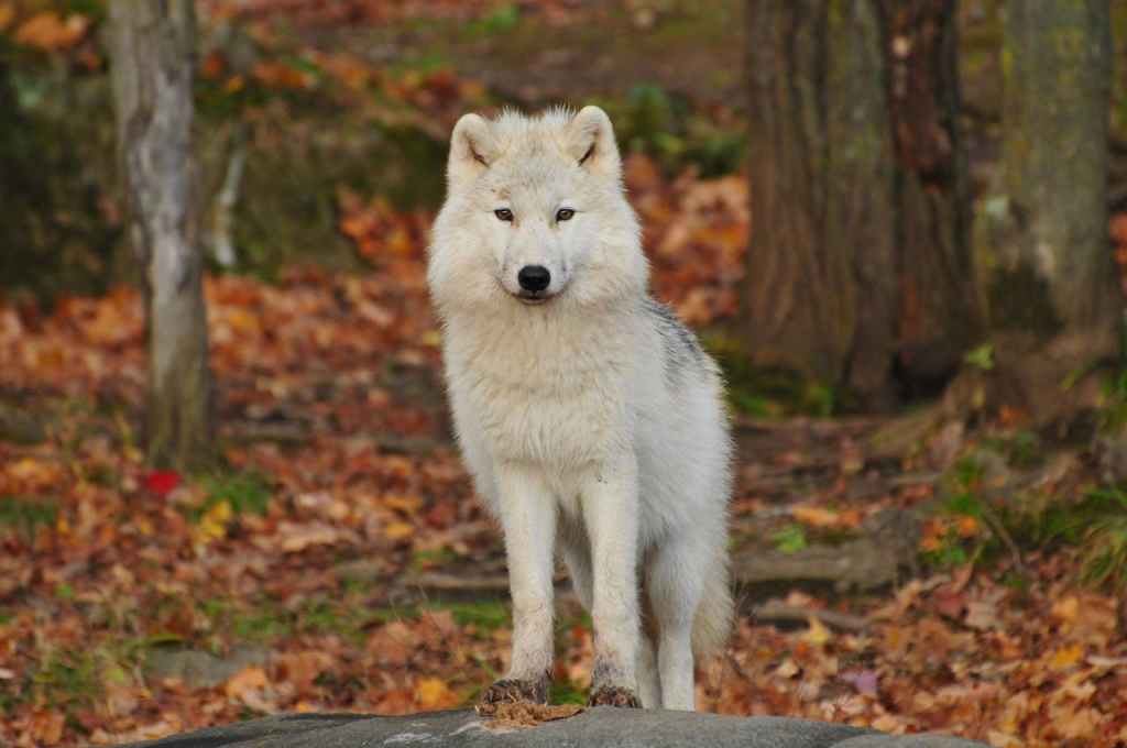 white and black wolf in the woods